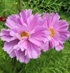 Kosmeja 'Fizzy Pink'